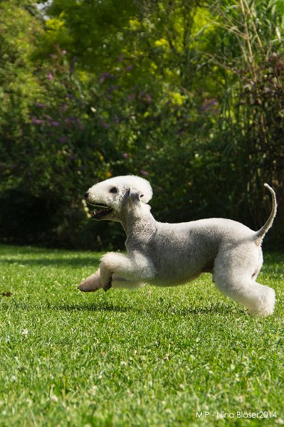 2014-06-06 Cherry & Quincy-8921.jpg